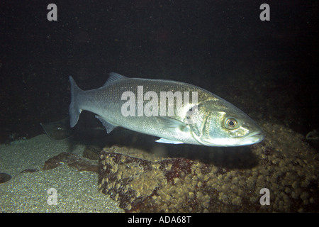 Bass, spigola, Europeo spigola (Dicentrarchus labrax, Roccus labrax, Morone labrax) Foto Stock