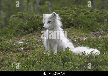 Volpe Artica, volpe polare (Alopex lagopus, Vulpes lagopus), nella tundra Foto Stock