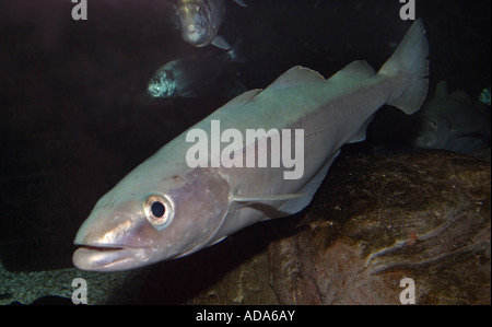 Pollack, verde pollack, pollack lythe (Pollachius pollachius) Foto Stock