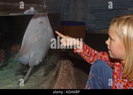 Pattino thornback, thornback ray, roker (Raja clavata), ragazza guardando athornback ray in un mare acquario d acqua Foto Stock