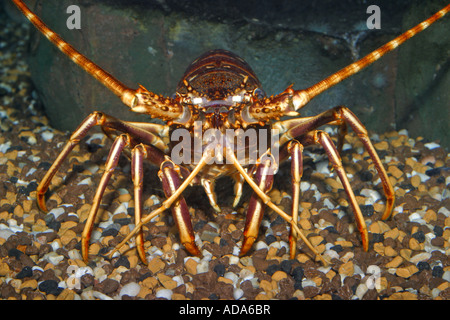 Le aragoste, gamberi comune europeo, aragosta, aragosta, langouste (Palinurus elephas, Palinurus vulgaris), ritratto Foto Stock