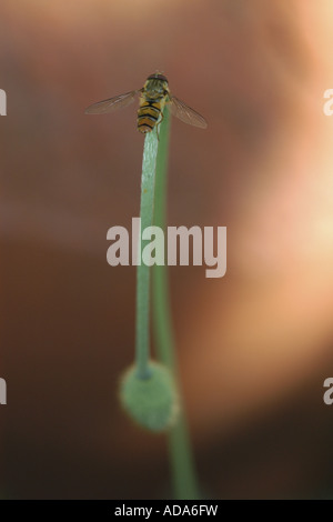 La marmellata di arance hoverfly (Episyrphus balteatus), unico animale su un pedicel, in Germania, in Renania settentrionale-Vestfalia Foto Stock