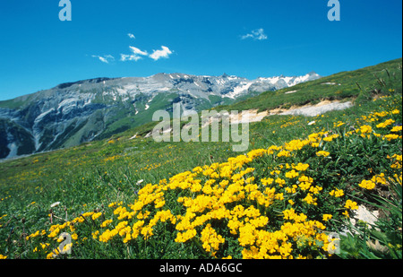 Piccolo scorpion vetch (Coronilla vaginalis), fioritura, Svizzera, Flims Foto Stock