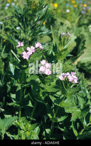 Willow-erba, Willow-erbaccia (Epilobium alpestre), fioritura, Svizzera Foto Stock