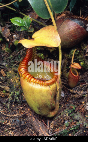 Pianta brocca (Nepenthes villosa), di forma tubolare a foglia, Malesia, Borneo, Mount Kinabalu Foto Stock