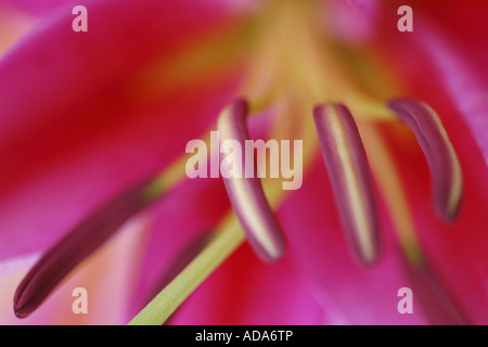 Lily (Lilium spec.), Stame di un giglio Foto Stock