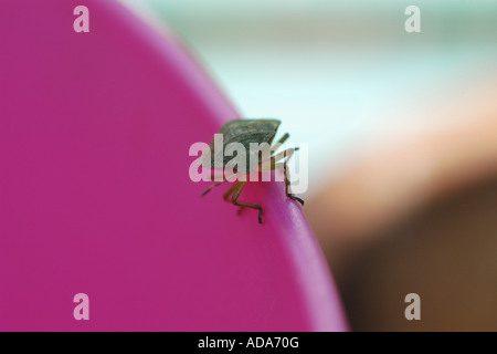 Heteropterans, vero bugs (Heteroptera (Hemiptera)), bug su una benna di rosa, in Germania, in Renania settentrionale-Vestfalia Foto Stock