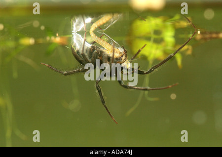 Unione ragno acqua (Argyroneta aquatica), con catturato mayfly larva, in Germania, in Baviera Foto Stock
