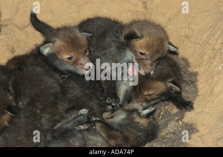 Red Fox (Vulpes vulpes vulpes), quattro settimane il novellame in den, in Germania, in Baviera Foto Stock