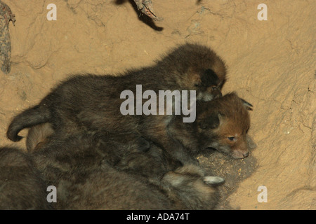 Red Fox (Vulpes vulpes vulpes), quattro settimane il novellame in den, in Germania, in Baviera Foto Stock