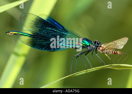 Nastrare blackwings, agrion nastrati, nastrati demoiselle (Calopteryx splendens, Agrion splendens), maschio mangiare mayfly, Germania, Bava Foto Stock