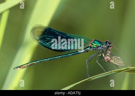 Nastrare blackwings, agrion nastrati, nastrati demoiselle (Calopteryx splendens, Agrion splendens), maschio mangiare mayfly, Germania, Bava Foto Stock