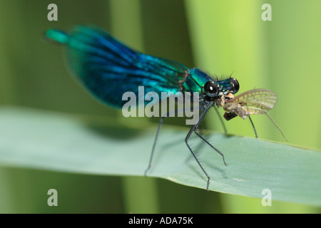 Nastrare blackwings, agrion nastrati, nastrati demoiselle (Calopteryx splendens, Agrion splendens), maschio mangiare mayfly, Germania, Bava Foto Stock