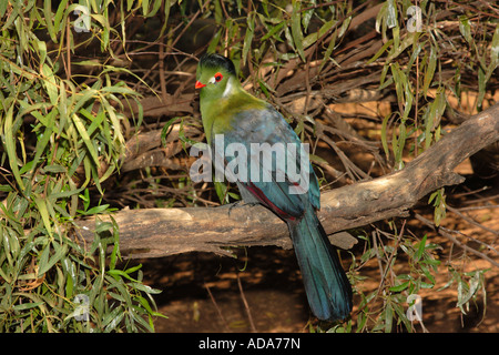 Green's Turaco (Tauraco persa), seduto su un albero Foto Stock