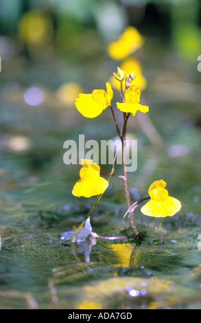 Bladderwort comune, maggiore bladderwort (Utricularia australis), infiorescenze, in Germania, in Baviera, Chiemsee Foto Stock