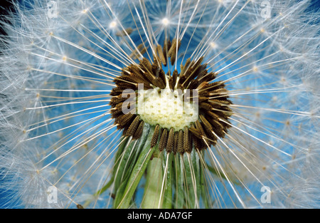 Comune di tarassaco (Taraxacum officinale), particolare della sfera di sementi, in Germania, in Baviera Foto Stock