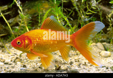 Goldfish, carpa comune (Carassius auratus) Foto Stock