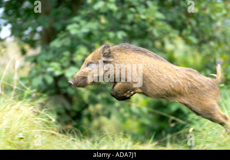 Cinghiale, maiale (Sus scrofa), seminano saltando su fossa, in Germania, in Baviera Foto Stock