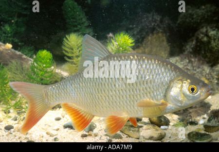 Rudd (Scardinius erythrophthalmus), 30 cm di lunghezza, di fronte chickweed, in Germania, in Baviera Foto Stock