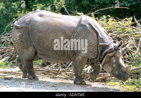 Maggiore il rinoceronte indiano, Great Indian One-cornuto rinoceronte (Rhinoceros unicornis), in piedi nel contenitore Foto Stock