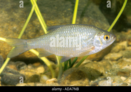 Roach, balcanica roach (Rutilus rutilus, Leuciscus rutilus), nuoto in acque costiere, in Germania, in Baviera Foto Stock