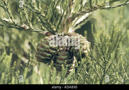 Sequoia gigante, giant redwood (Sequoiadendron giganteum) Foto Stock