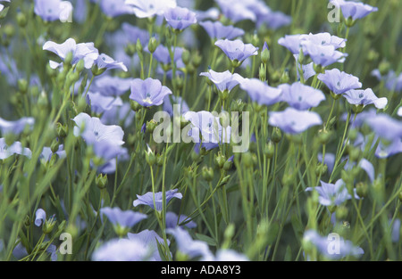 Comune di lino (Linum usitatissimum), il campo con rigogliosi pflants Foto Stock