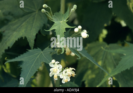 Virginia malva (Sida hermaphrodita), rigogliosa pianta Foto Stock