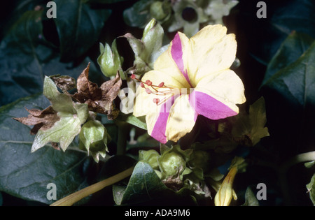 Comune di quattro-o'clock, meraviglia del Perù (Mirabilis Jalapa), fiore Foto Stock