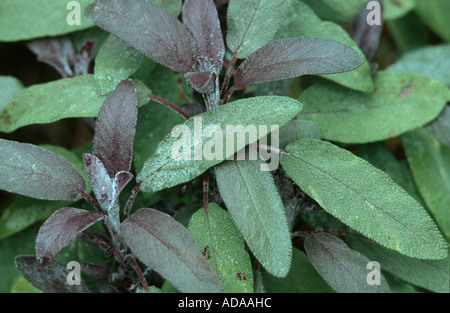 Giardino viola salvia (Salvia officinalis Purpurascens "'), foglie Foto Stock