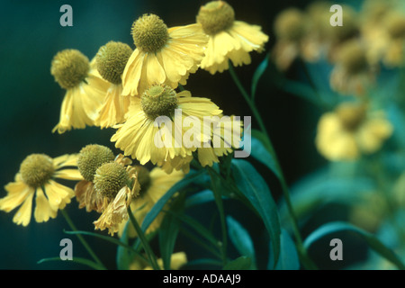 Comune (sneezeweed Helenium autumnale), fioritura Foto Stock