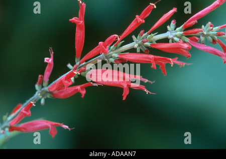 Ananas salvia (Salvia rutilans), infiorescenza Foto Stock