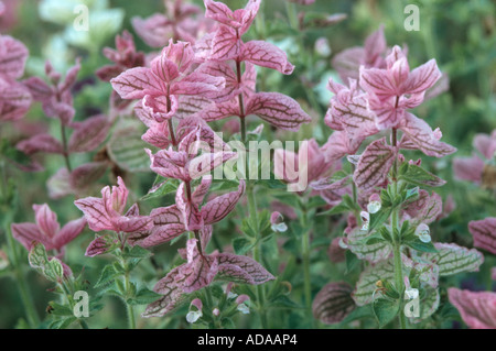 Rosso-sormontato sage, annuale salvia, Barbablù, dipinto di salvia, salvia Barbe-bleue, wild clary (Salvia viridis (Salvia horminum)) Foto Stock