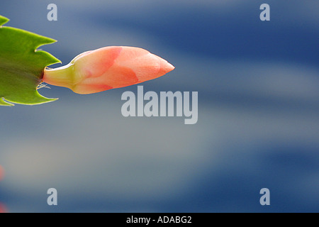 Cactus di pasqua (Rhipsalidopsis x graeseri), Bud, serie 1 di 4 Foto Stock