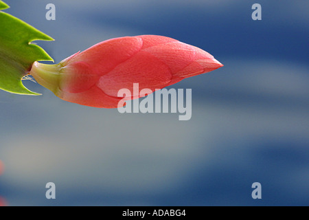 Cactus di pasqua (Rhipsalidopsis x graeseri), Bud, serie 2 di 4 Foto Stock