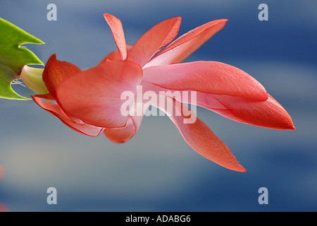Cactus di pasqua (Rhipsalidopsis x graeseri), Bud, serie 3 di 4 Foto Stock