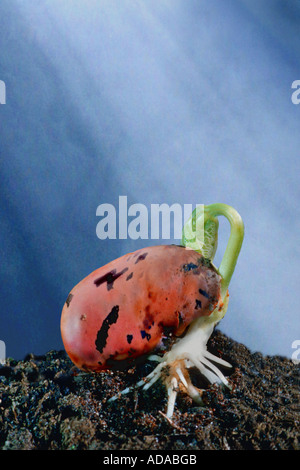 I baccelli, scarlet runner (Phaseolus coccineus), germe, serie 1 di 5 Foto Stock