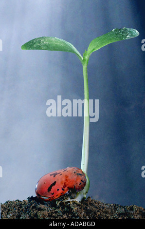 I baccelli, scarlet runner (Phaseolus coccineus), germe, serie 3 di 5 Foto Stock