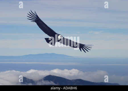 Condor andino (Vultur gryphus), deltaplano, il più grande di volo di uccello, Suedamerika, Hochanden Foto Stock