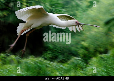 African spatola (Platalea alba), flying Foto Stock