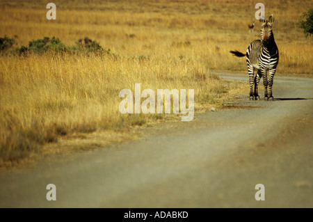 Un capo di Zebra di montagna si erge su una strada di montagna Zebra Naional Park, Cradock, Capo orientale, Sud Africa. Foto Stock
