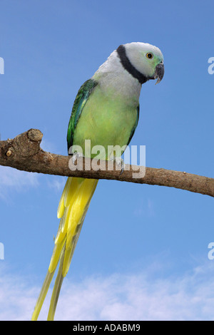 Il malabar parrocchetto (Psittacula columboides), seduto su un ramo Foto Stock