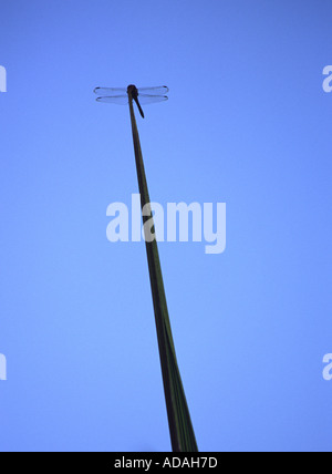 Dragonfly sulla cima della foglia. Bali Indonesia. Foto Stock