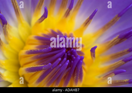 Nymphaea Direttore George T impianto di Moore RHS Wisley Foto Stock