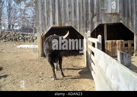 Bull al di fuori di un fienile in Sturbridge Massachusetts Foto Stock