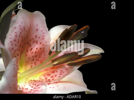 Oriental Lily Stargazer