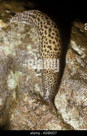 Grande Grigio Slug Limax maximus cresce a 10 20cm lungo i feed sulla questione di decadimento e funghi e non è dannoso per le piante da giardino Foto Stock