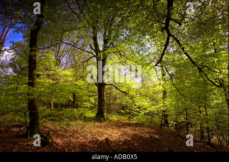 Beech woodland in Devon UK Foto Stock