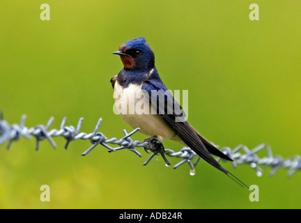 Uccello su un filo Foto Stock