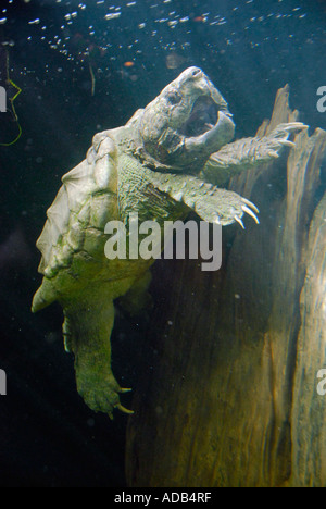 Alligatore tartaruga snapping Lowry Park Zoo Tampa Florida FL votato come il numero uno zoo negli Stati Uniti Foto Stock